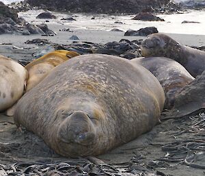 Large male elephant seal napping on the beach