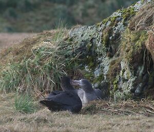 A pair of Great Northern Petrels.