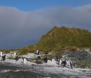 A gathering of Gentoo penguins on the beach