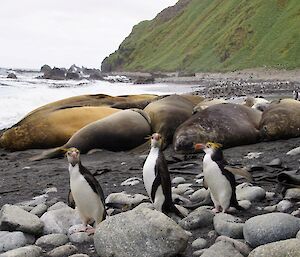3 Royal penguins in front of some elephant seals