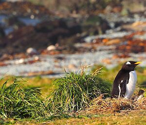 A gentoo sits on a practice nest