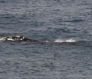 A whale in the water with head visible