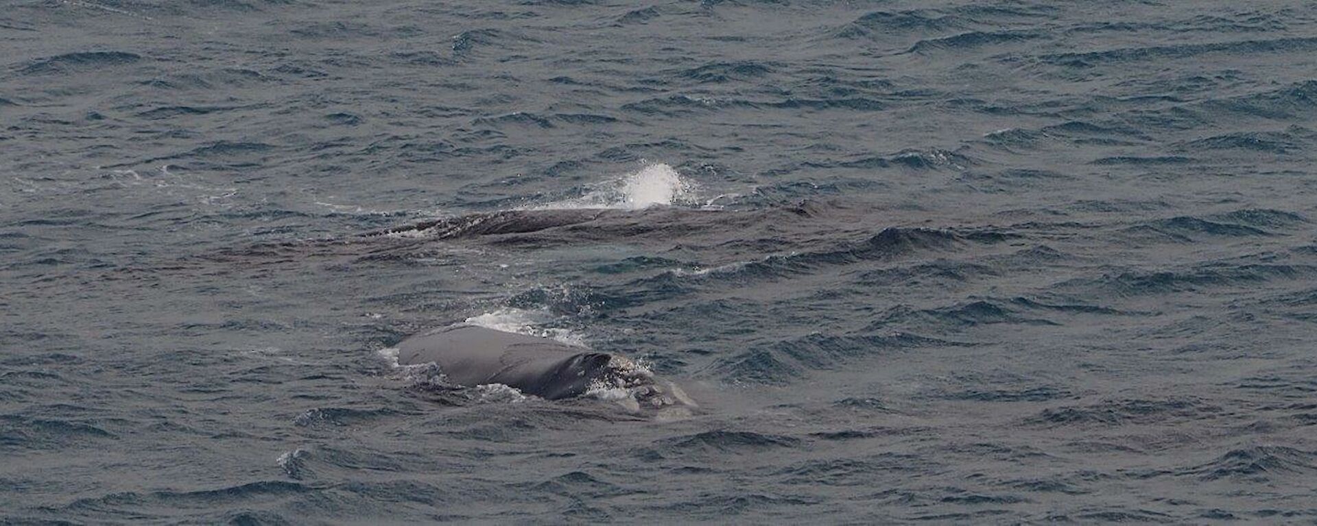 Two whales in the water