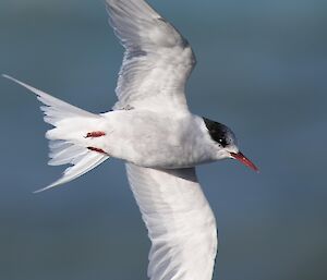 Antarctic adult tern with non-breeding plummage