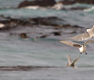 Antarctic terns fight for food.