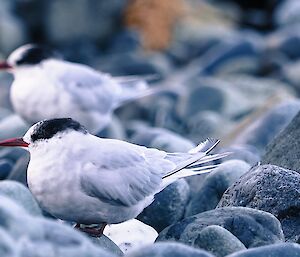 Antarctic terns on a pebbled beach on Macquarie Island