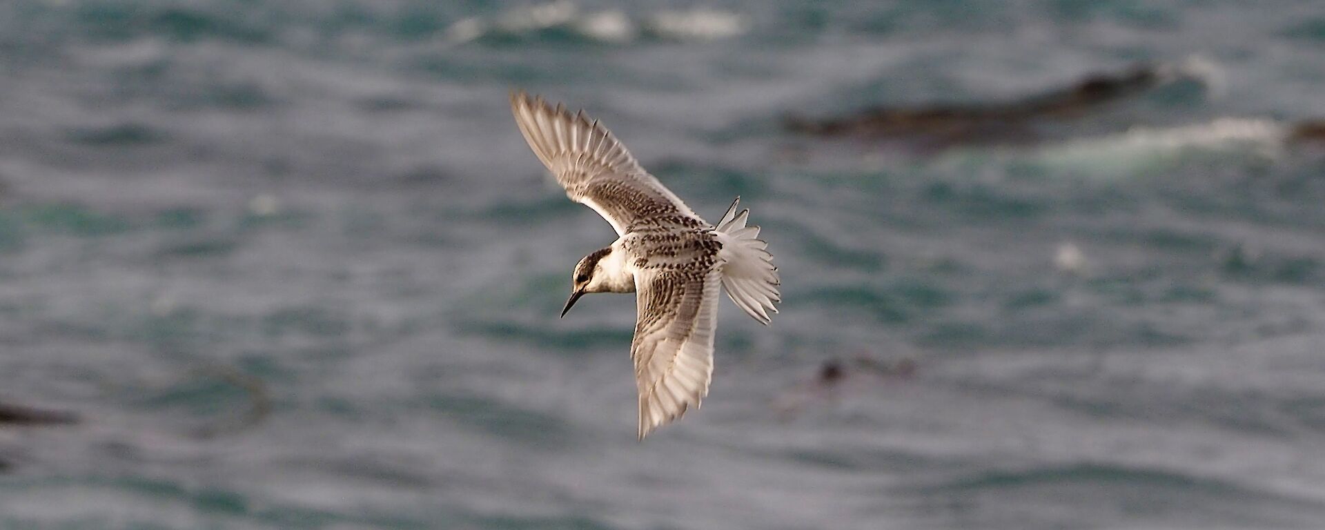Juvenile tern on the wing