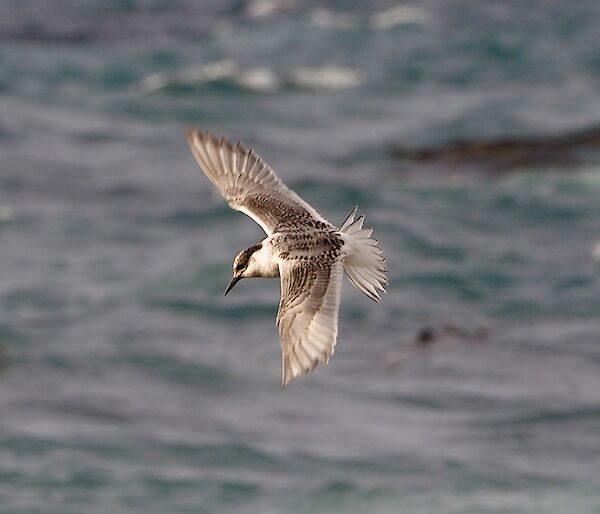 Juvenile tern on the wing