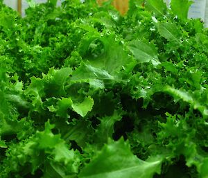 Endive lettuces growing well in hydro