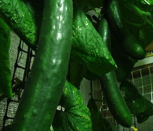 Large cucumbers growing in hydro