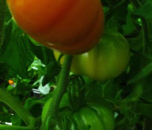 A bright red tomato growing in hydro