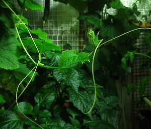 Growth tendrils of cucumber