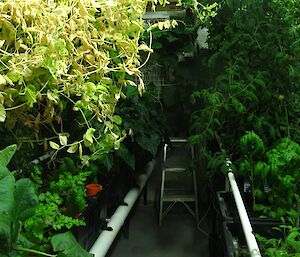 The wilderness within the hydroponics building — large green plants abound