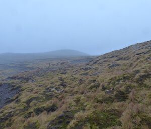 Typical lower altitude plateau landscape favoured by Huperzia australiana on Macquarie Island