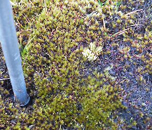 A size comparison between plant and walking pole