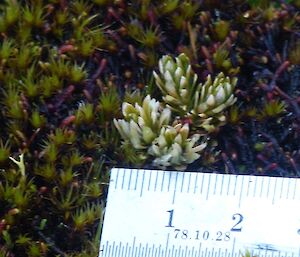 A ruler next to a plant so it can be seen that it is less than one inch in size