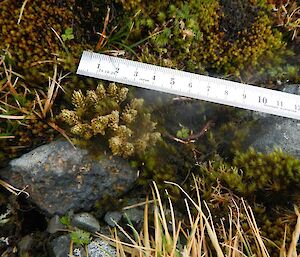 A healthy Huperzia specimen near Mt. Elder