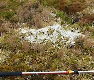 A very healthy patch of Hyperzia australiana. This cluster contains approx. 80 plants, part of a larger site containing approximately 120 plants.