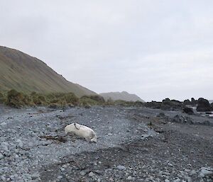 Leopard seal on the beach