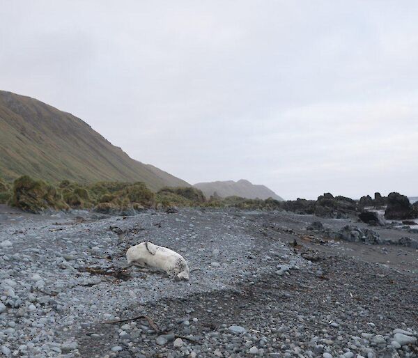 Leopard seal on the beach