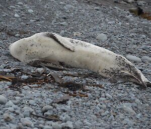 Belly view of a leopard seal