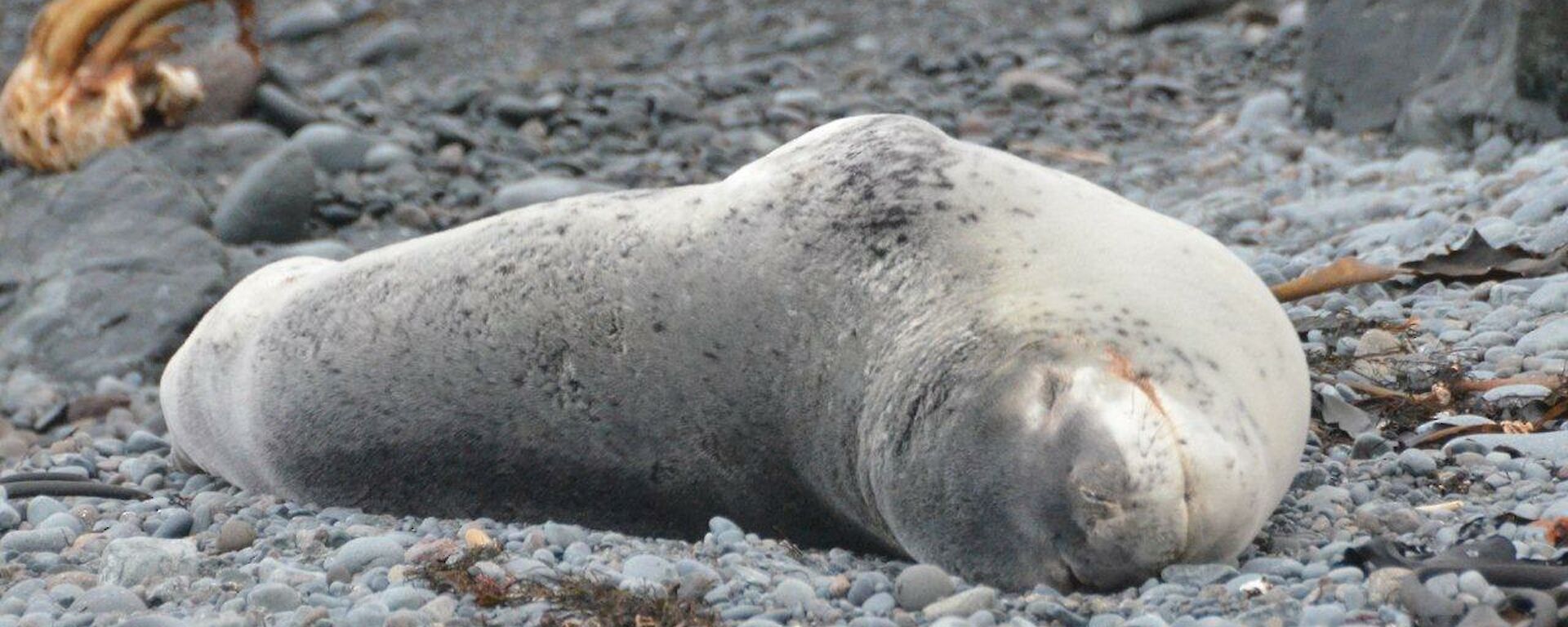 Front view of the leopard seal