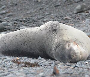 Front view of the leopard seal