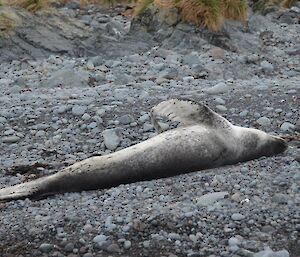 Leopard seal with fore flipper on display