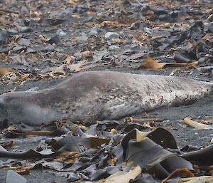 A leopard seal on the beach