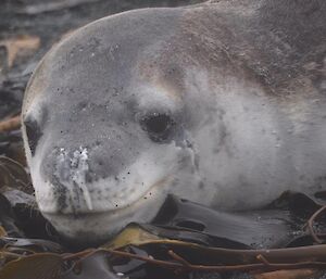 Face of the leopard seal