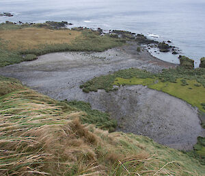 An empty Royal penguin colony