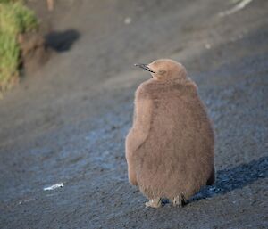 A King penguin chick