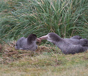 Northern Giant Petrels on their nest