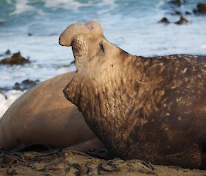 A large male elephant seal on the beach