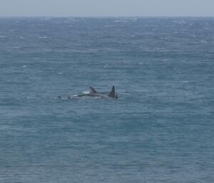 Orcas as seen from Landing Beach