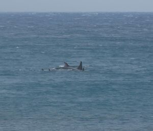 Orcas as seen from Landing Beach
