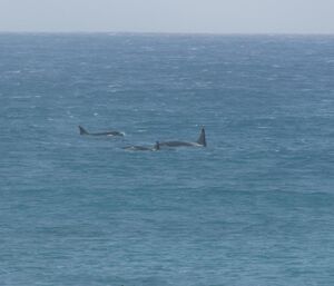 Orcas swimming pas station