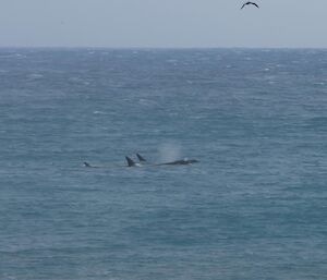 Orcas swimming on by