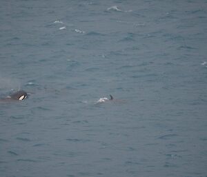 Orcas visible in the water