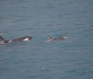 White markings of the orca are visible
