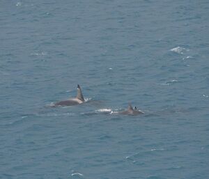 Orca dorsal fins visible