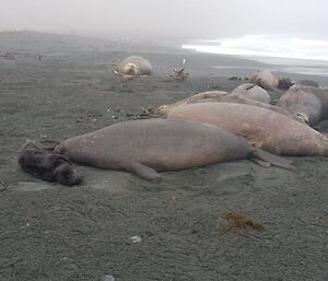 A baby seal with its mother on the beach