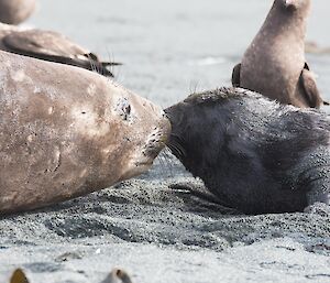 A newborn seal pup with mother