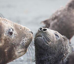 A newborn seal pup with mother