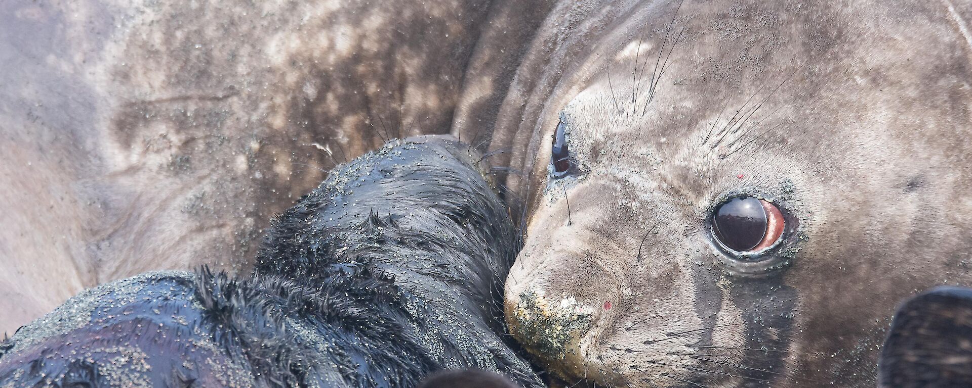 A new born seal pup with mother