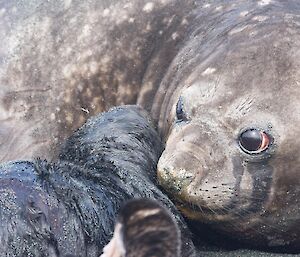 A new born seal pup with mother