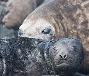 A newborn seal with its mother