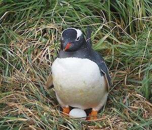 Gentoo on nest with egg