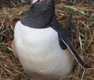 Gentoo on nest — egg just visible