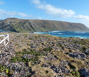 View South-west towards Handspike Point from the top of Wireless Hill. Lets watch the plants in the foreground over Summer. The dark green plants are Macquarie island Cabbage (Stilbocarpa polaris) and the dead looking plants are Silver Daisy ( Pleurophyllum hookeri).